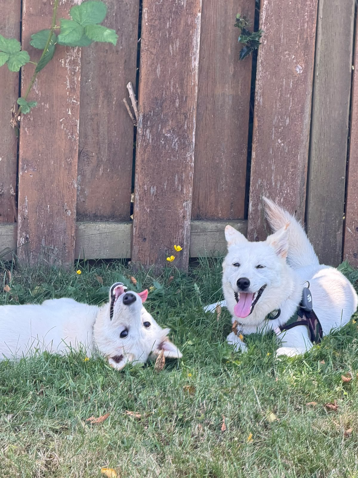 A Truly Magical Sibling Reunion ❤️