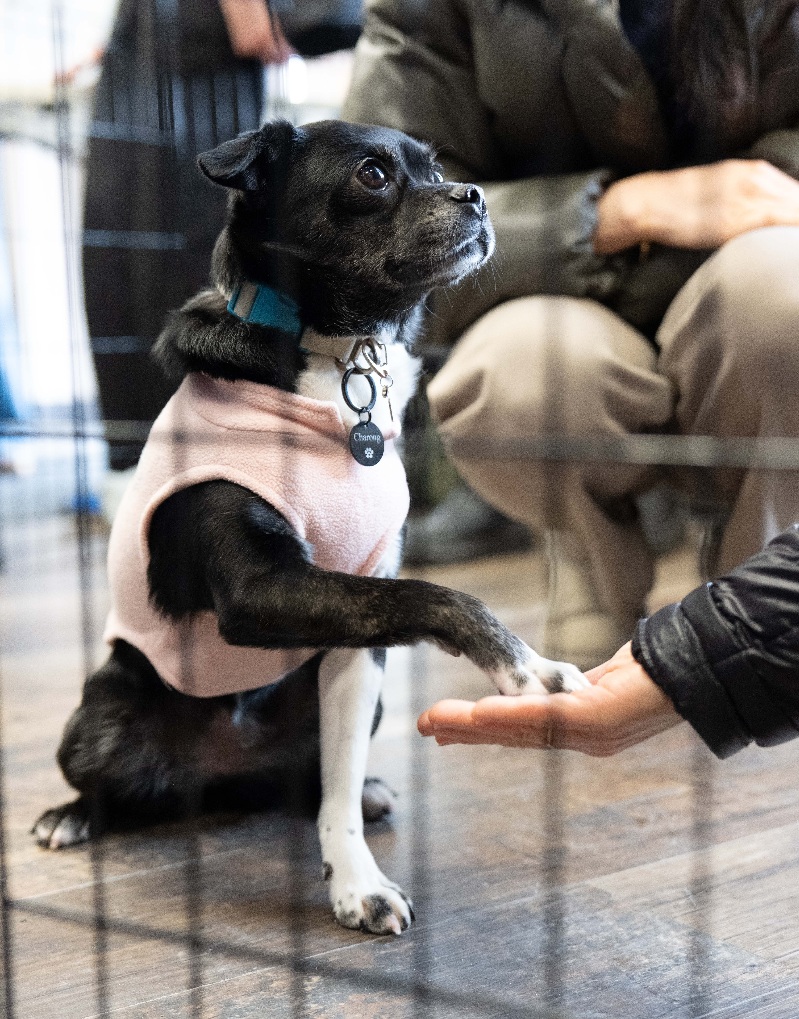 Charong Steals Hearts at Pet Valu Richmond Hill
