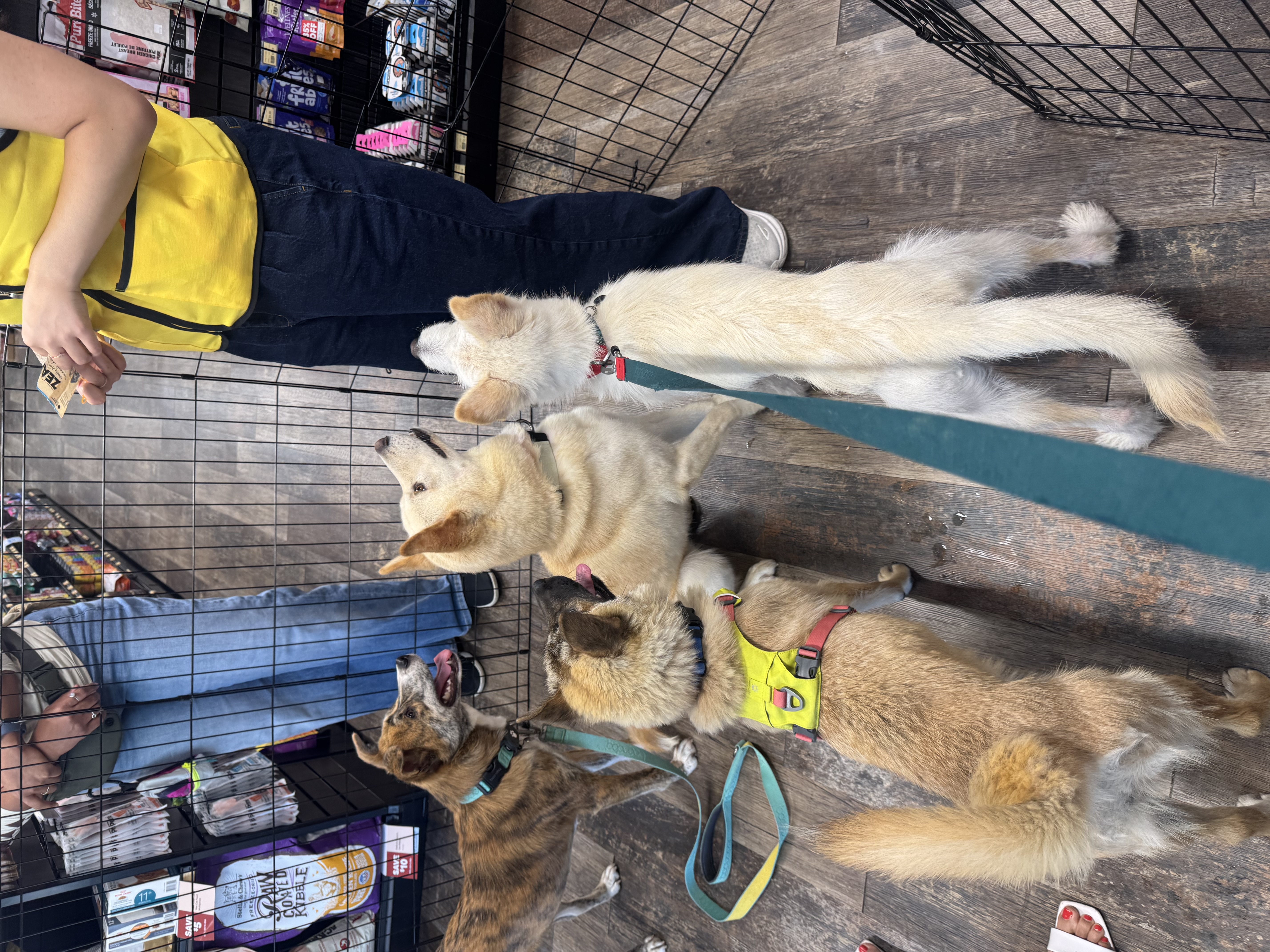 Hope in Every Pawprint: A Beautiful Day at Bosley's Esplanade